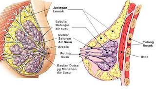 Obat Kanker Payudara Ala Ustad Danu, Obat Kanker Payudara Ala Hembing, Obat Kanker Payudara Akut, Obat Tradisional Kanker Payudara Ace Maxs, Tanaman Obat Kanker Payudara Alami,