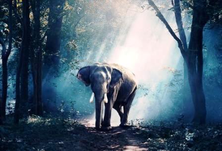 Essay on elephants