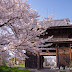 龍潜寺の春2019@八幡東区祇園原町