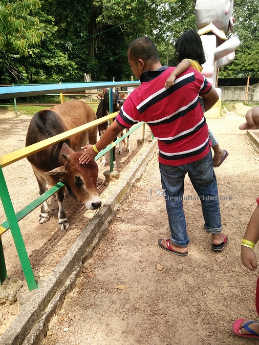 Jalan-jalan di PD Ostrich Farm Jalan-jalan di PD Ostrich Farm