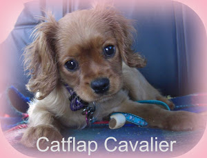The Catflap Cavalier