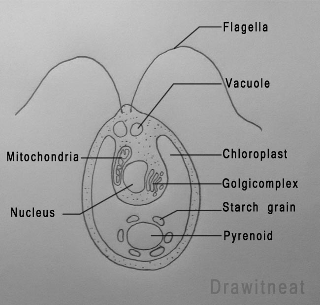 Diagram of clamydomonas firing order of 96 toyota camry 2 2 diagram of spark plug wires installation on 96 camry 2 2 diagram of clamydomonas firing order of 96 toyota camry 2 2 diagram of spark plug wires installation on 96 camry 2 2