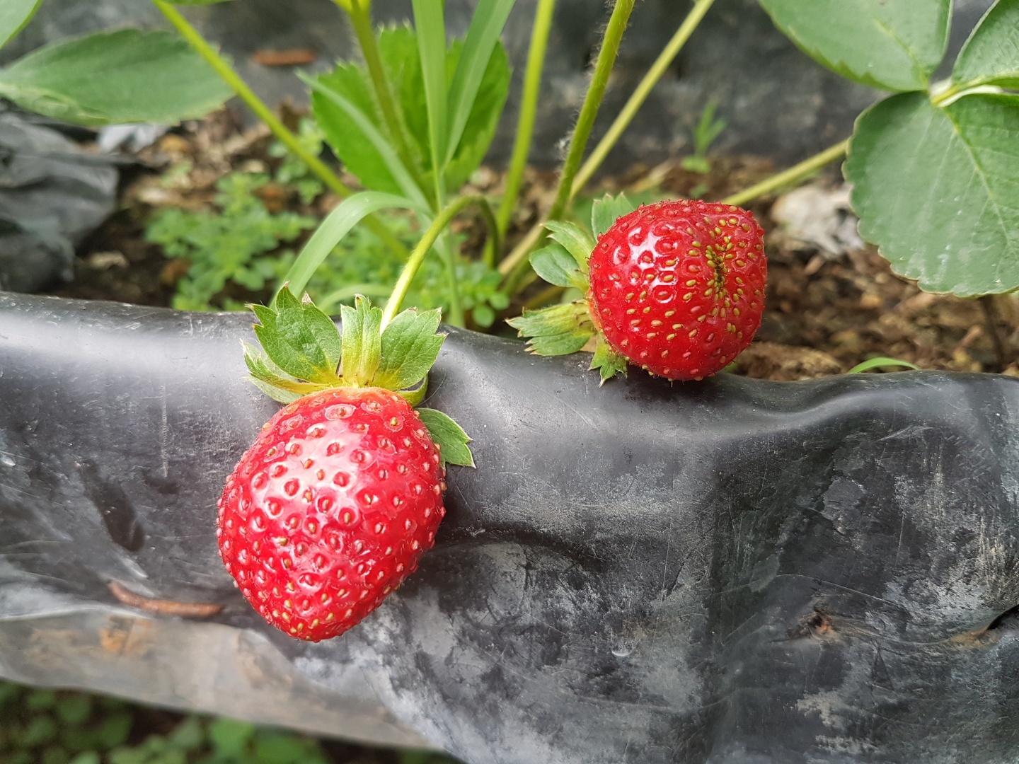 A Strawberry Farm in Cebu Travel Gourmande