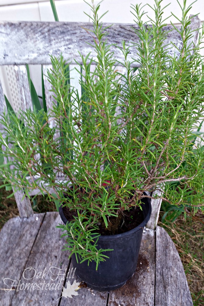 Why I Grow Herbs, and a Migraine Remedy Oak Hill Homestead