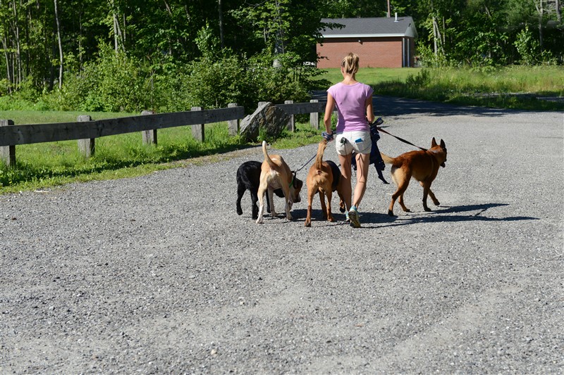 Maine Photographer Minor Moments Photography Lost Pet Tracking.Maine