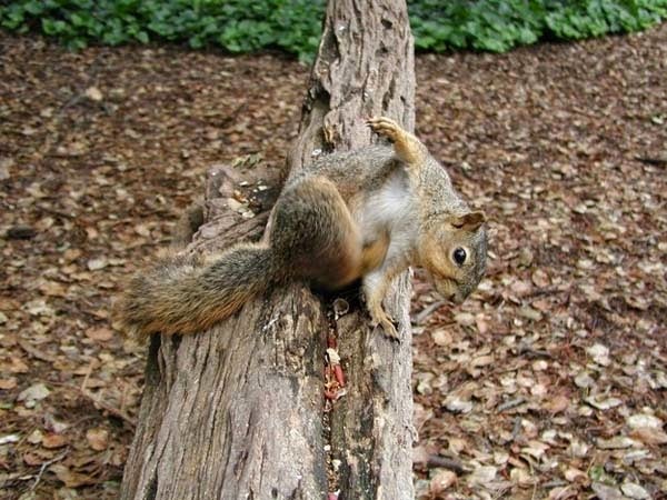 Here Are 24 Awesome Things You Didn't Know About Animals. #11 Just Made My Week. - Millions of trees grow every year because grey squirrels bury their nuts