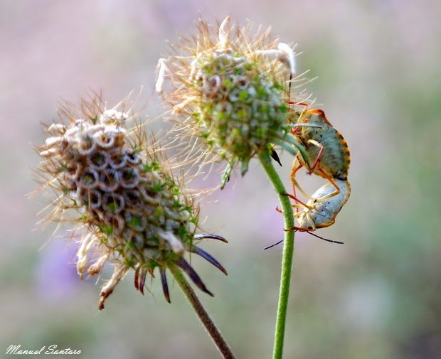 Serramonacesca, flora e fauna Serramonacesca, flora e fauna