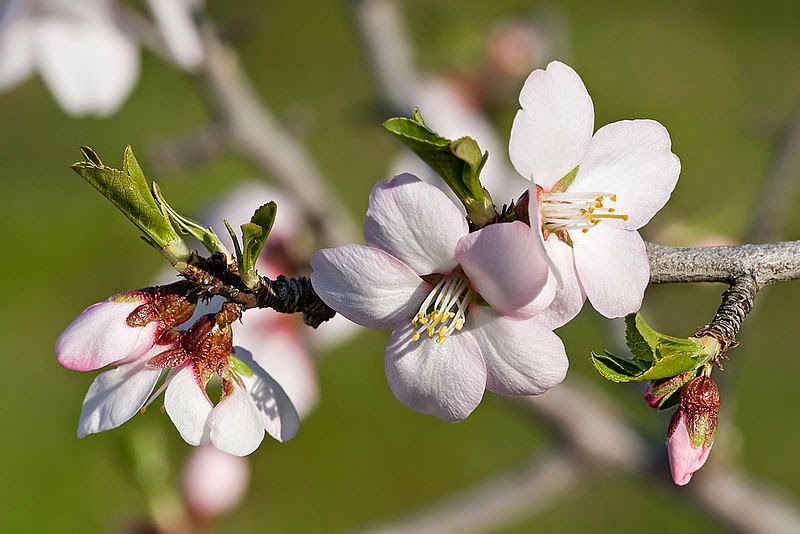 the almond tree the promise and the beauty a symbol of resurrection