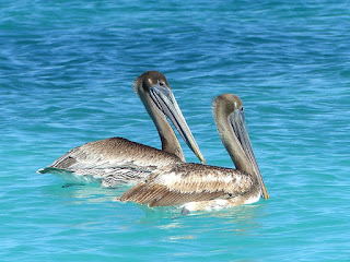 Pelecanus occidentalis - Pélican brun Pelecanus occidentalis - Pélican brun
