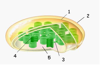 REVIEW BIOLOGI UN - Biology Page