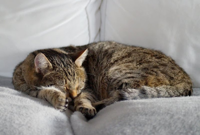 Wenn geliebte Katzen alt werden: Unser alter Kater und das Recht der Tiere auf's Altsein. Auf Küstenkidsunterwegs erzähle ich Euch, warum wir befürchteten, unseren lieben Kater Henry einschläfern lassen zu müssen - und ihn dann doch wieder vom Tierarzt mit nach Hause nehmen konnten. 