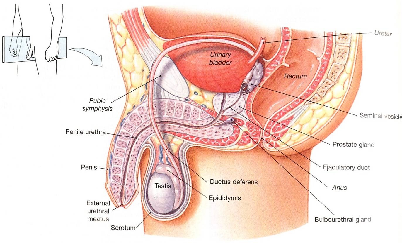 Urut-urutan organ reproduksi dari luar ke dalam pada wanita