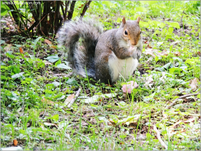 Ardilla en el Academy Park, Albany Ardilla en el Academy Park, Albany