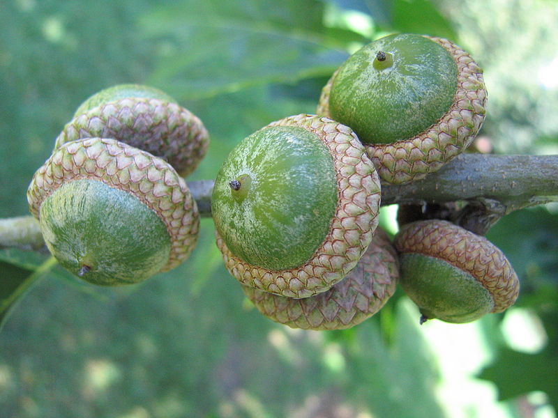 The News For Squirrels Squirrel Facts The Acorn