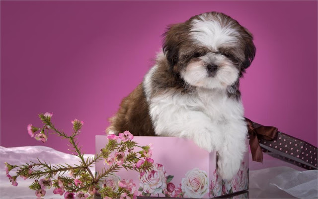 Caixa de transporte para shih tzu - O que você precisa saber