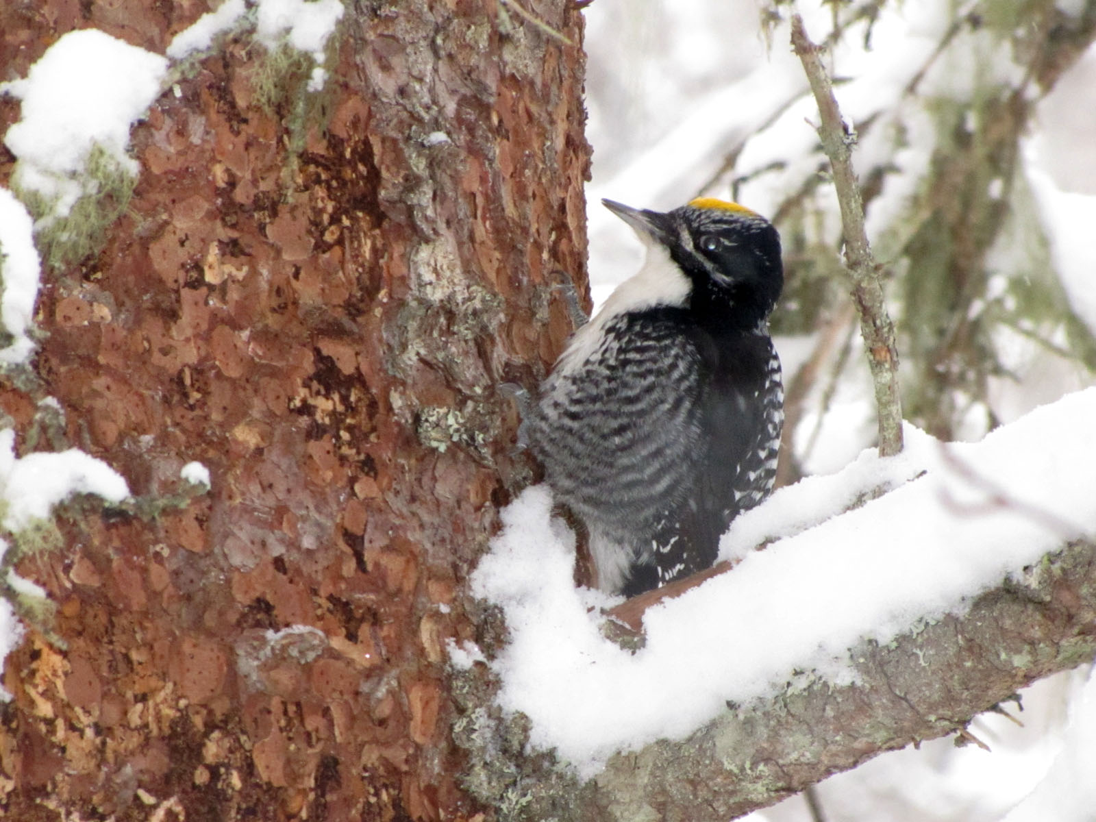 North Shore Nature: A good winter for American Three-toed Woodpeckers