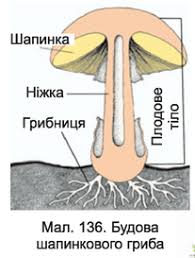 Царство Гриби