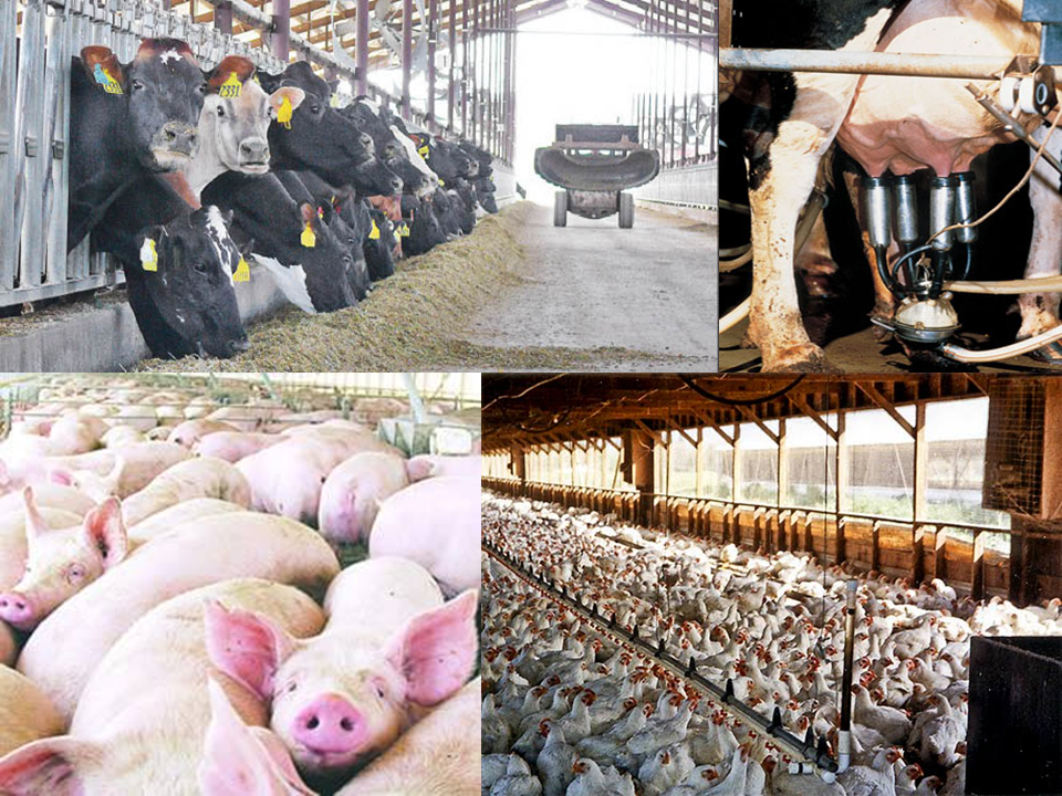 Ganadería intensiva. EL HERIDO