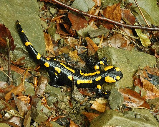 Salamandra plamista (Salamandra salamandra). Salamandra plamista (Salamandra salamandra).