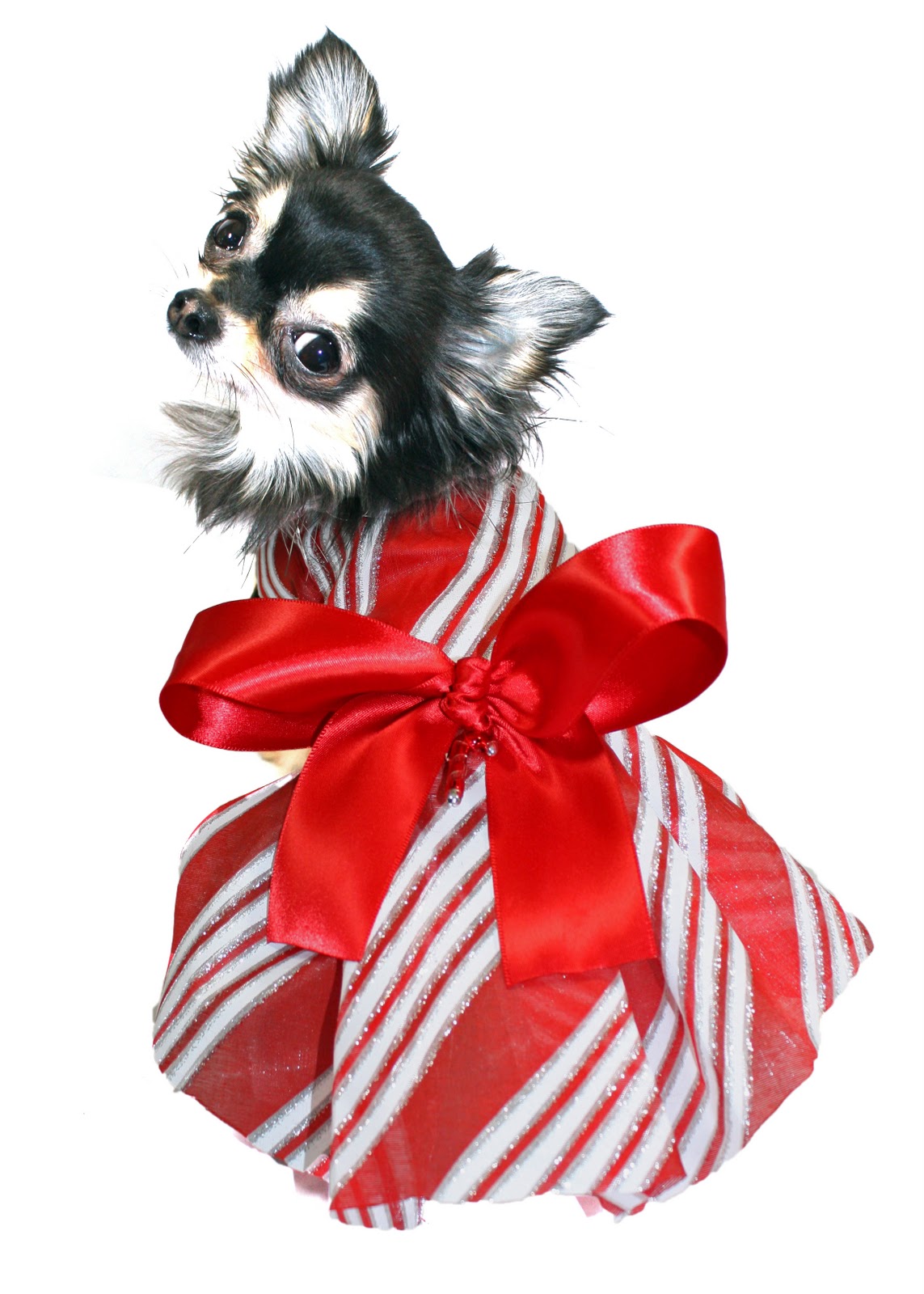 KO Couture Pet Fashion New Christmas Dog Dresses!!!