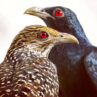 Burung Kedasih Ulik Ulik Tuwu Jantan Dan Betina