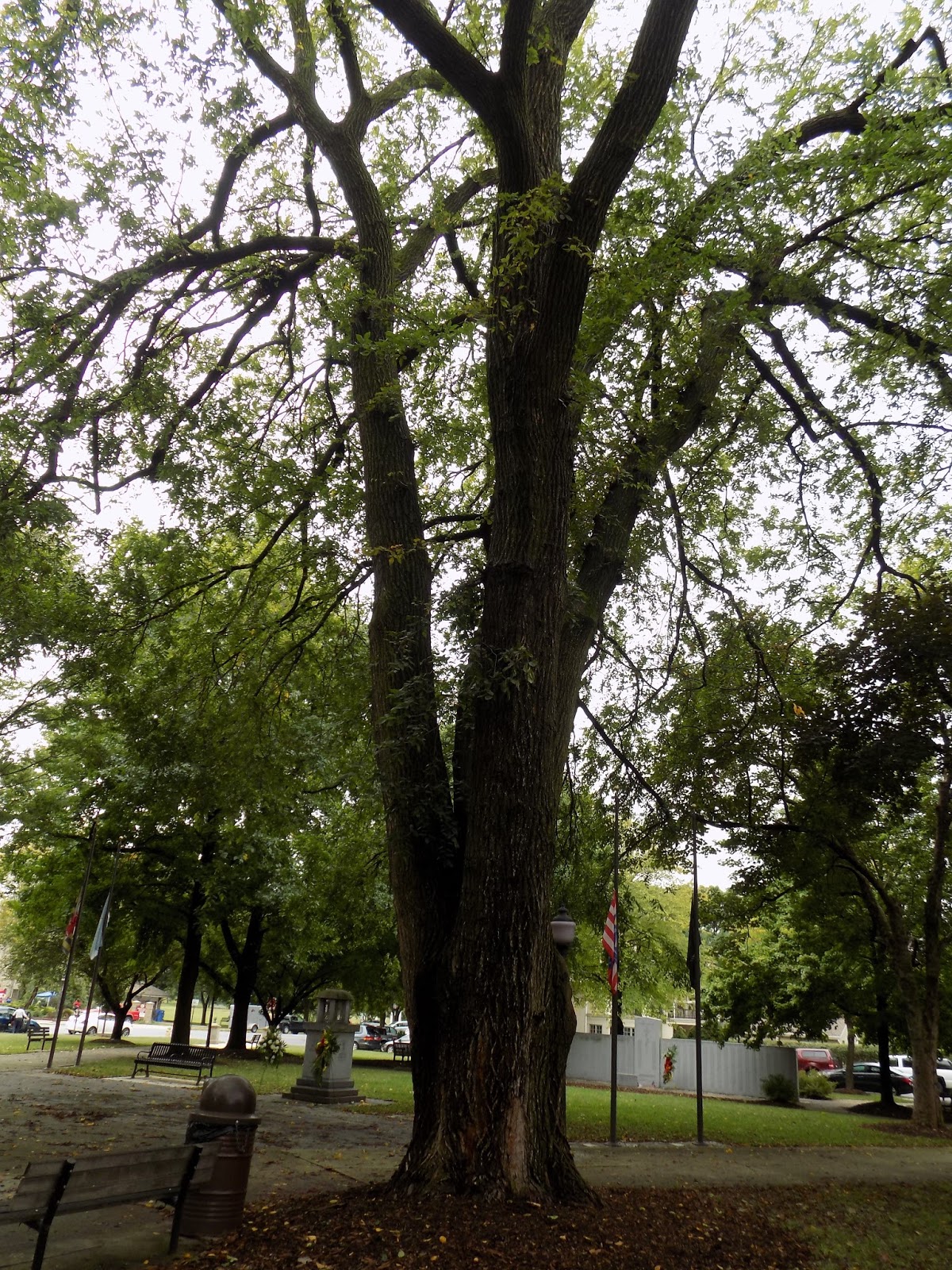Tales From the Trails Big Trees in Frederick, Maryland