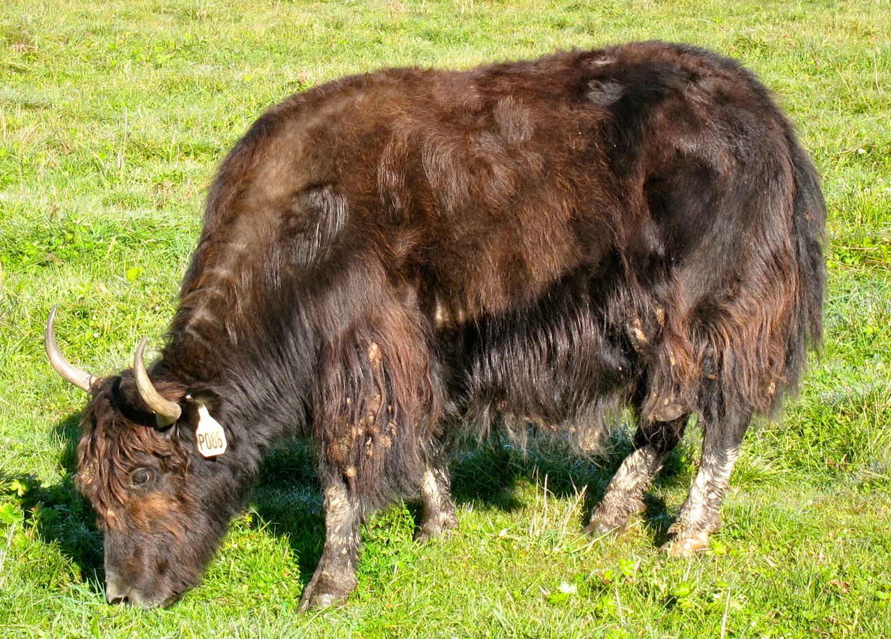 penis yak tibet
