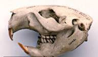Cráneo y dientes de un castor