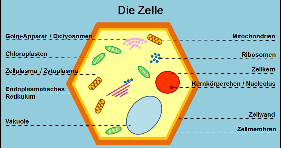 Microscopy-Pictures: Die Zelle - Bild