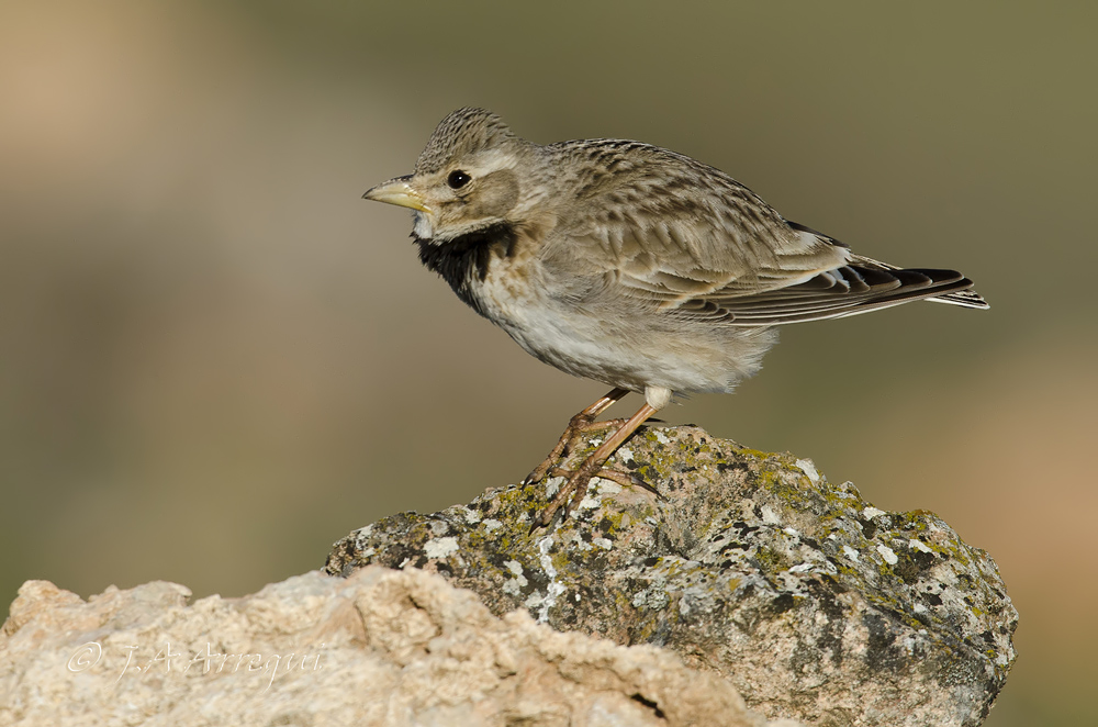Calandria común, Melanocorypha calandra, Calandra Lark Calandria común, Melanocorypha calandra, Calandra Lark