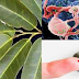 A Natural Remedy To HIV And Cancer That Pharmaceutical Company Don't Want You To Know About!