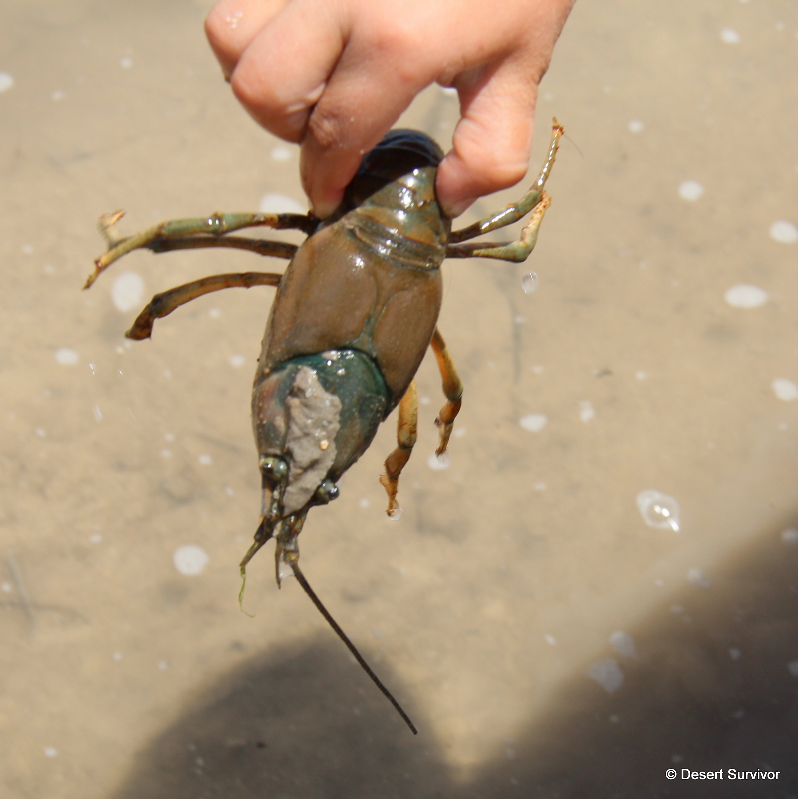 Top 96+ Images what does a crawdad bird look like Completed