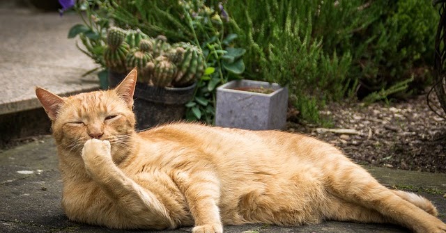 Katze Reißt Sich Fell Am Rücken Aus Katze Rupft Sich Fell Am Bauch Aus - information online