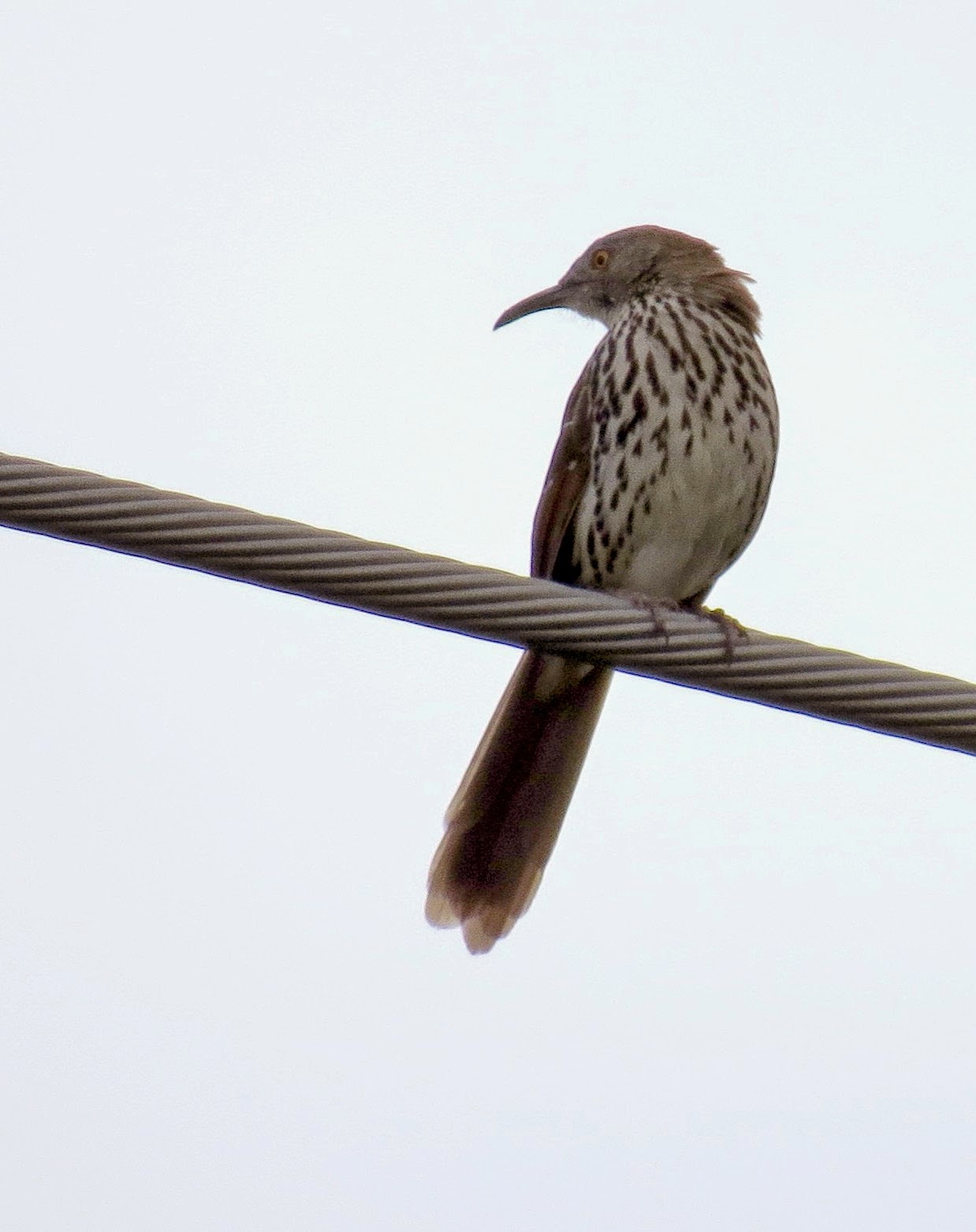 LGB's Nature Photos: Long-billed Thrasher Greetings at Estero