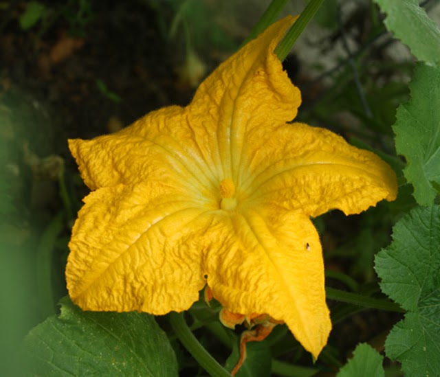 The 99 Cent Chef Squash Blossom Omelet