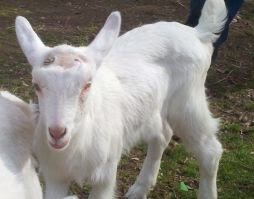 baby goats, Saanen goats, farm life, 