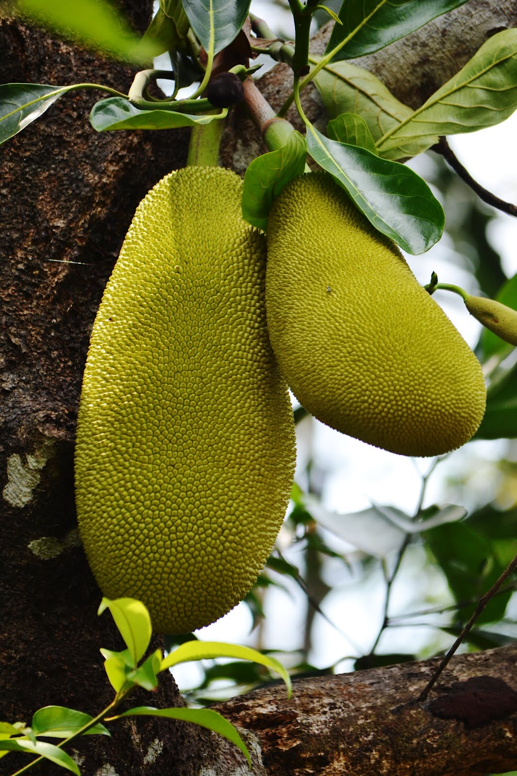 Photography & Me Jackfruit