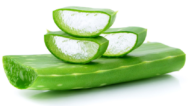 7 Manfaat & Khasiat Lidah Buaya Untuk Kesehatan Dan ...