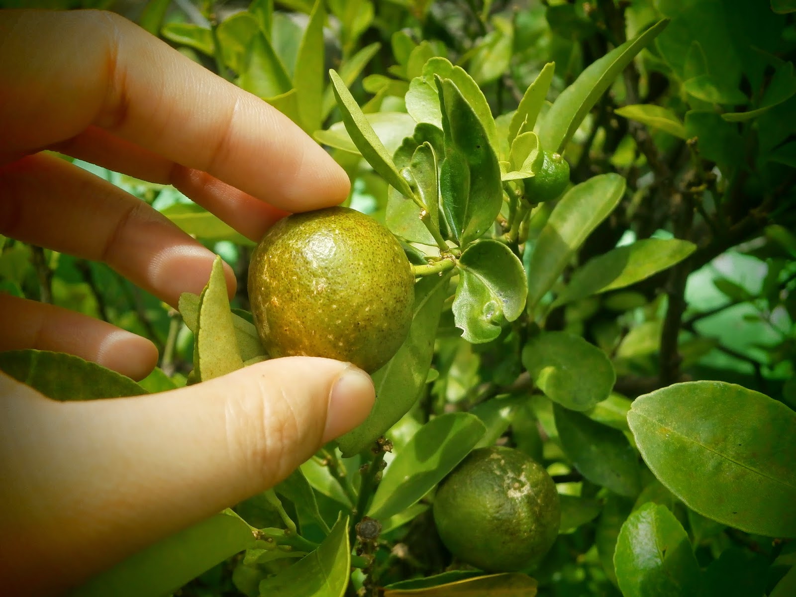 3 Ways To Use Calamansi (Calamondin) Delightful Illusions