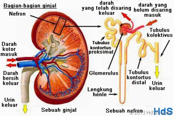 Tulisanku Bagian  Ginjal dan Fungsinya