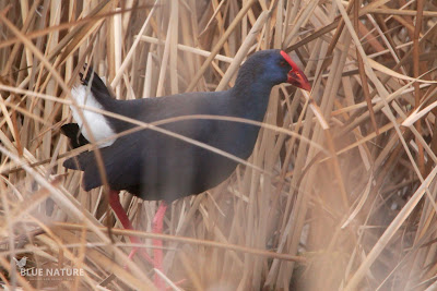 Calamón común - Purple swamphen - Porphyrio porphyrio Plumaje adulto de calamón común. El color blanco de las plumas de la cola (infracobertoras caudales) sirve a los recién nacidos de referencia para no perderse entre la vegetación.