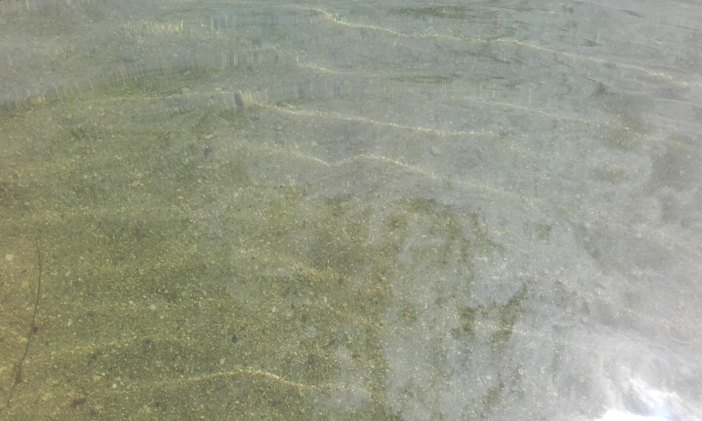 Peixes na água do rio Odres