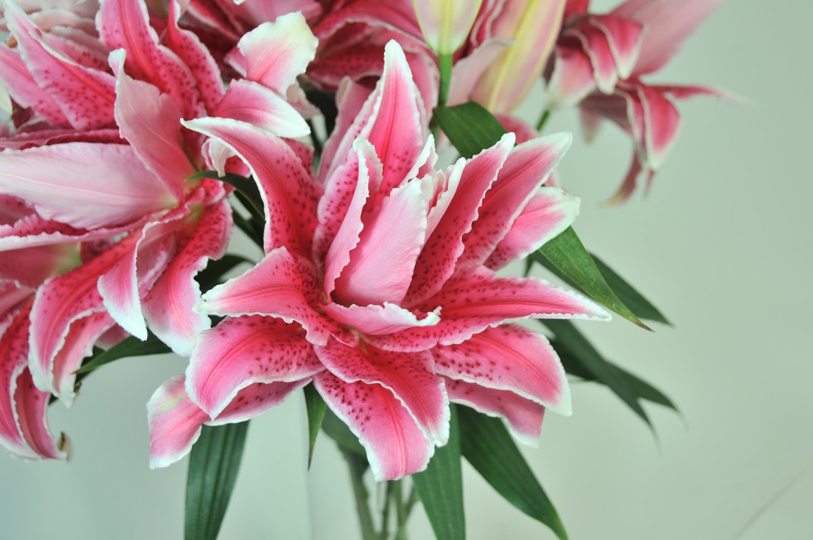 New Roselily Varieties - Cultivation Of Crops