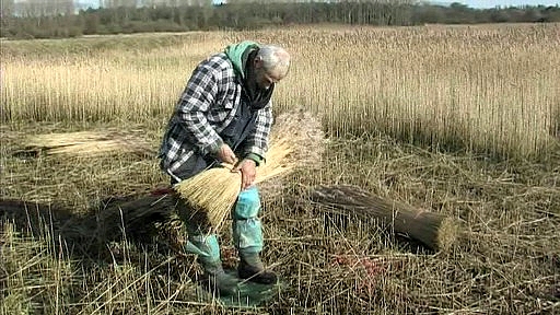 Big Sky Productions: Reed Cutting On The Waveney.