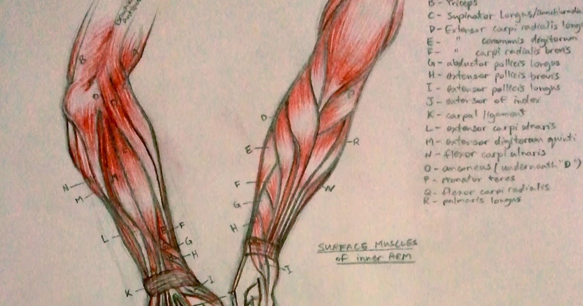 Arm Muscles Names : Pictures Of Arm Muscles / If you get stuck on an