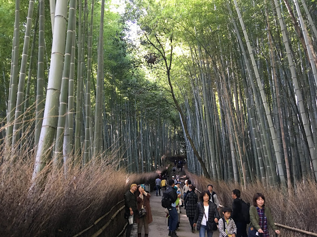 kyoto arashiyama chikurin bamboo forest