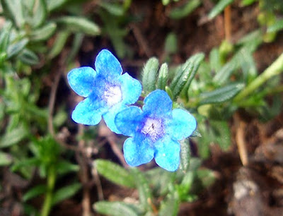 Carrasquilla azul (Lithodora diffusa) flor silvestre azul