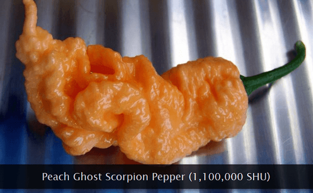 Peach Ghost Scorpion chili pepper