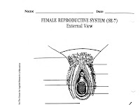 Female Reproductive Diagram Female Reproductive Diagram