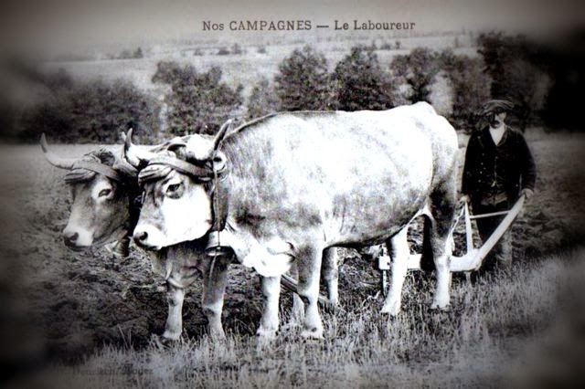 CPA Laboureur et ses boeufs